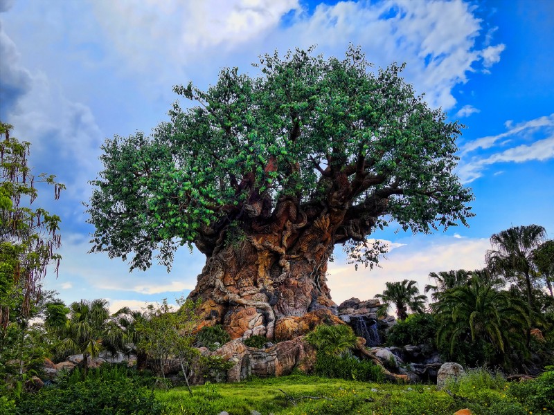 animal kingdom tree